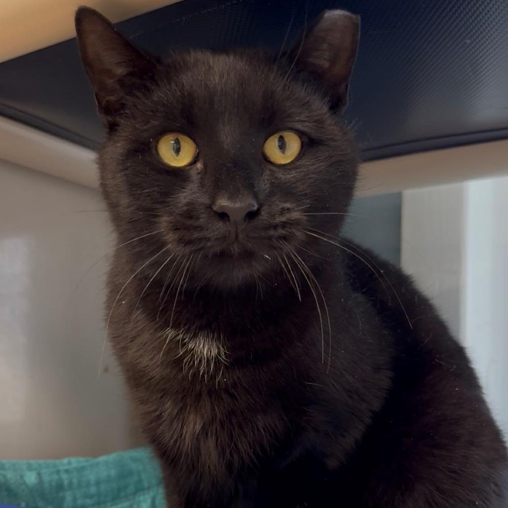 Enlarge Narnia, a Adoptable Domestic Short Hair in East Hanover, NJ image 3/6