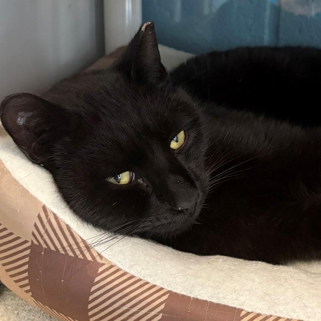 Enlarge Narnia, a Adoptable Domestic Short Hair in East Hanover, NJ image 4/6