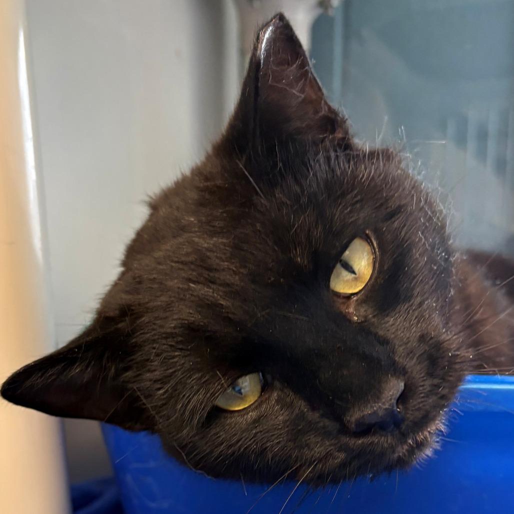 Enlarge Narnia, a Adoptable Domestic Short Hair in East Hanover, NJ image 5/6