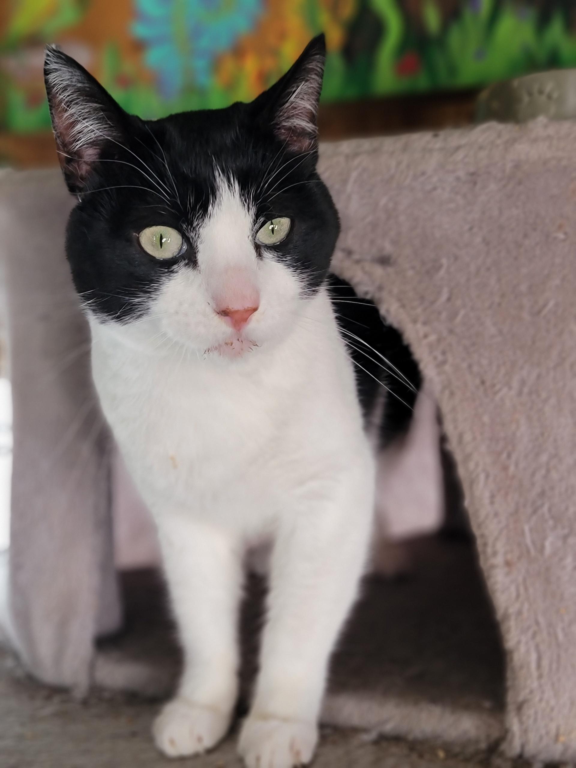 Enlarge Holden, an adoptable Domestic Short Hair in Washoe Valley, NV image 1/2