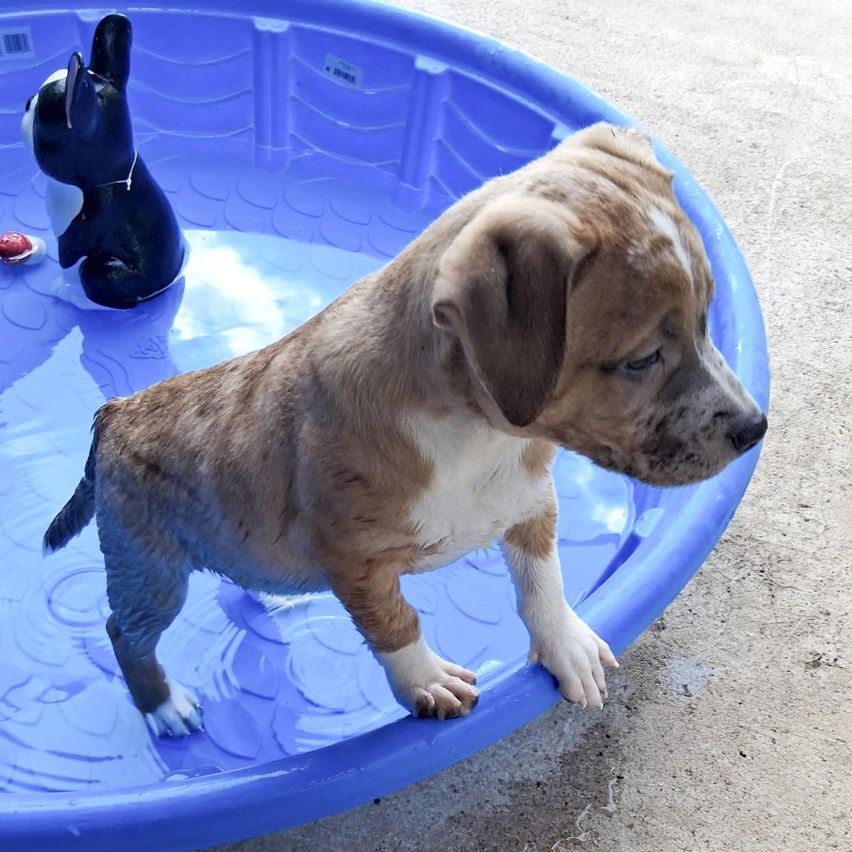 Enlarge Chief, an adopted mixed breed in Southport, CT image 4/5