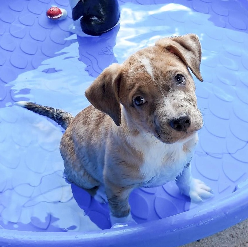 Enlarge Chief, an adopted mixed breed in Southport, CT image 3/5