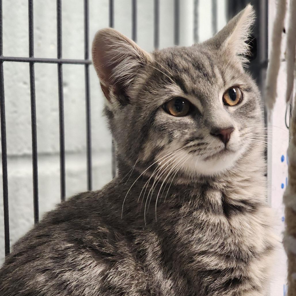 Enlarge Jussie, a Adoptable Domestic Short Hair in Columbus, NC image 1/4