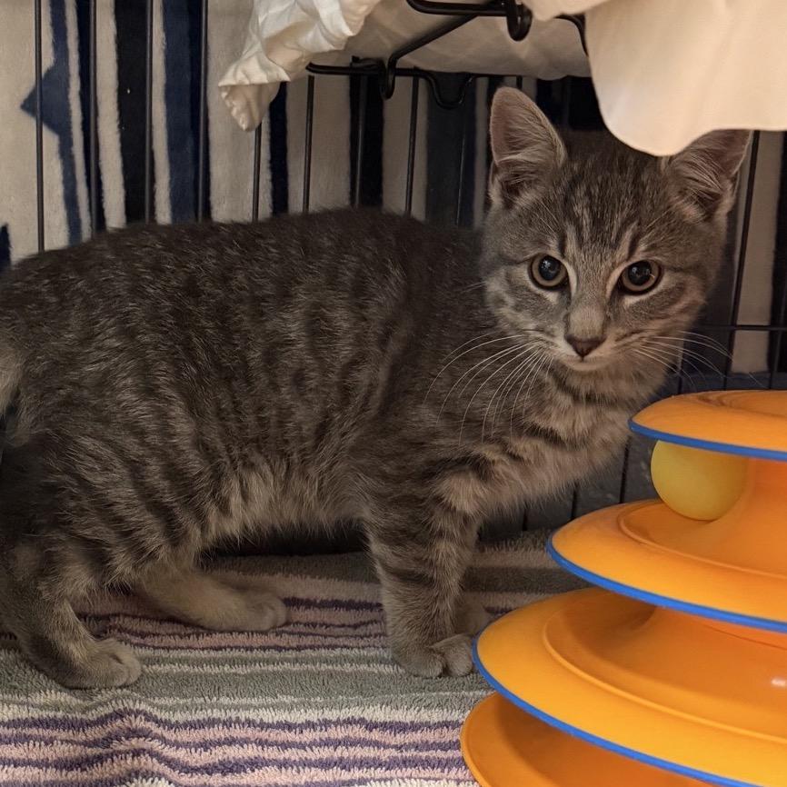 Enlarge Jussie, a Adoptable Domestic Short Hair in Columbus, NC image 3/4