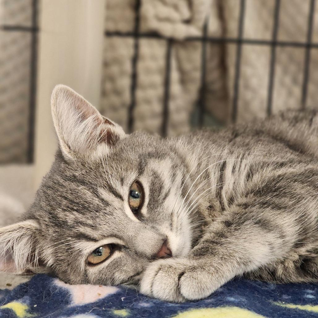 Enlarge Jussie, a Adoptable Domestic Short Hair in Columbus, NC image 4/4