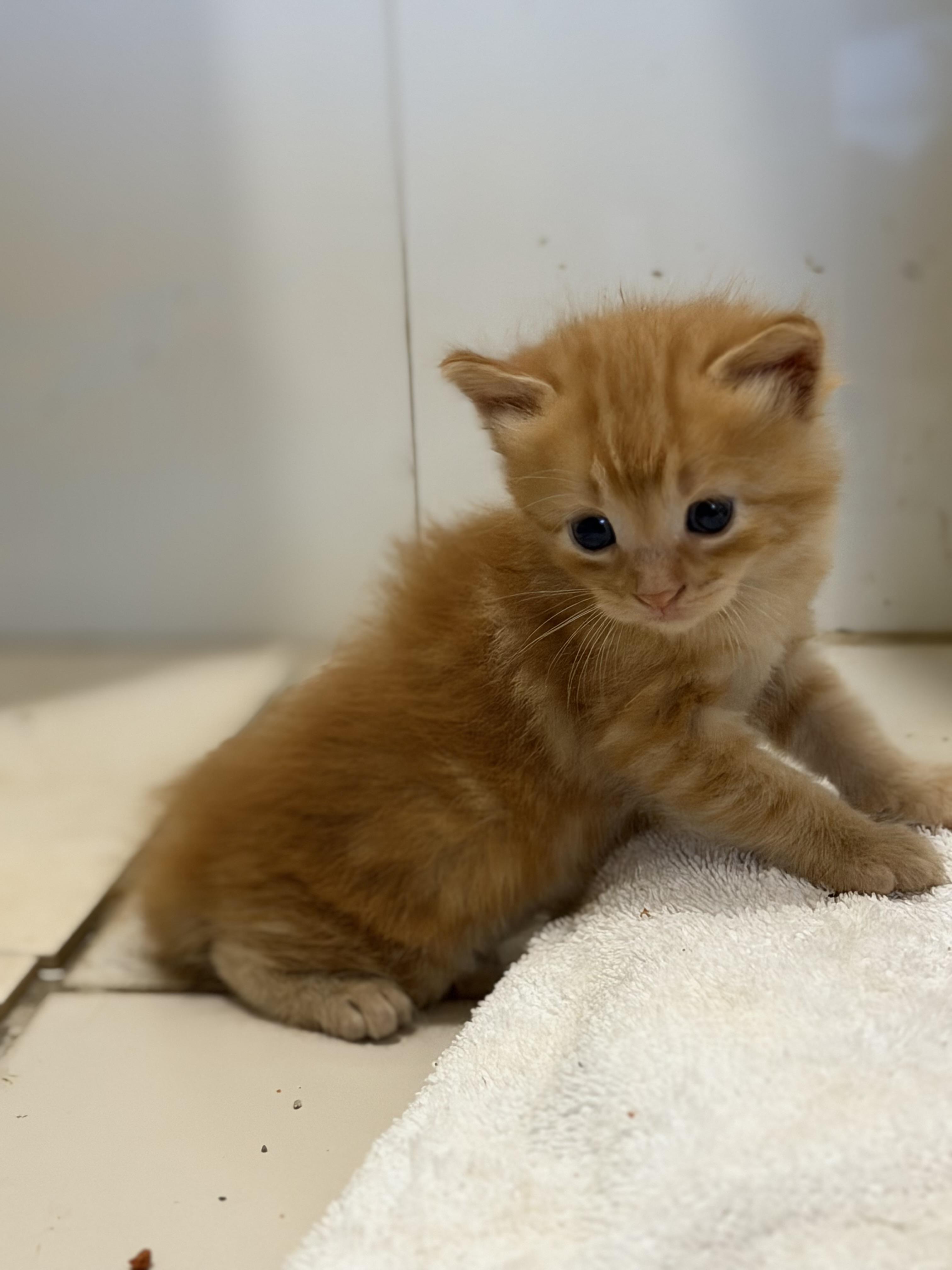 Jaime - The Sweetest Kitty photo