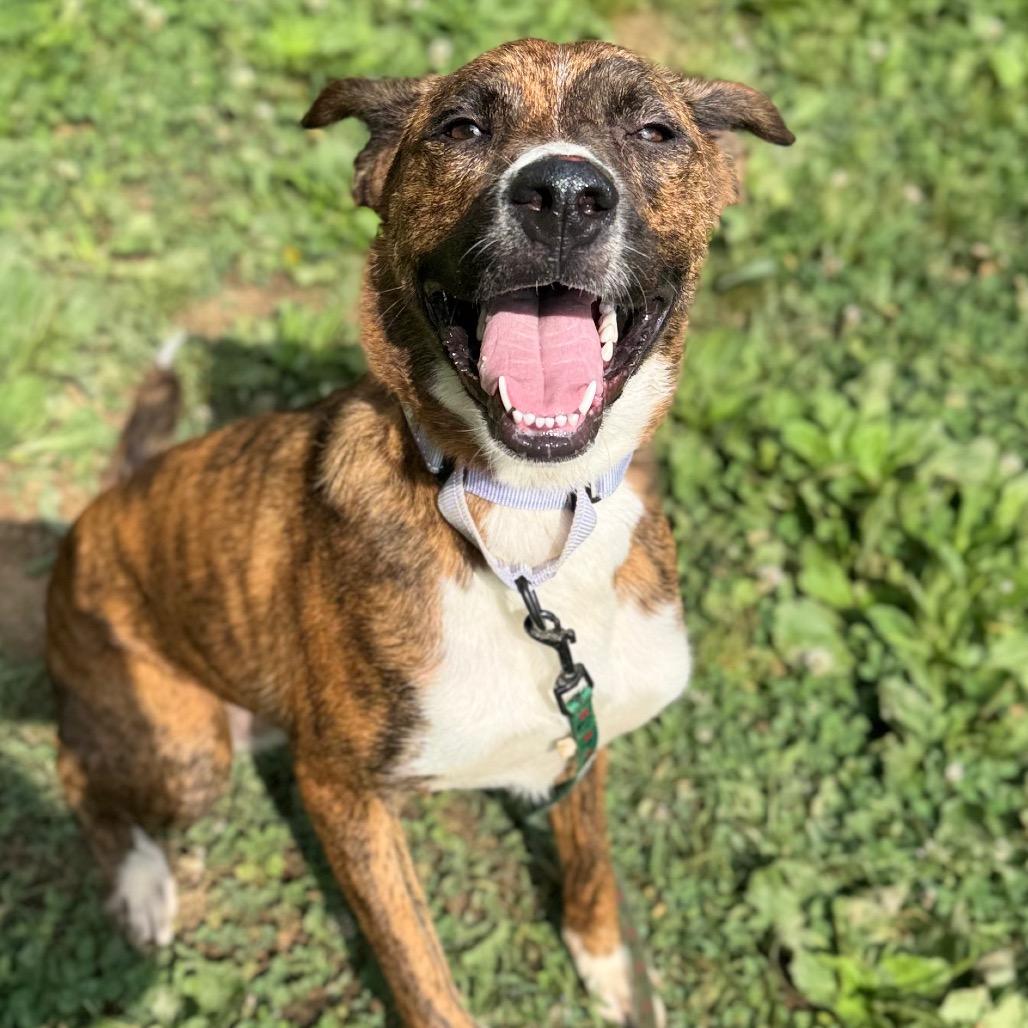 Starrey, a Adoptable Mixed Breed in Fredericksburg, VA image 1/6