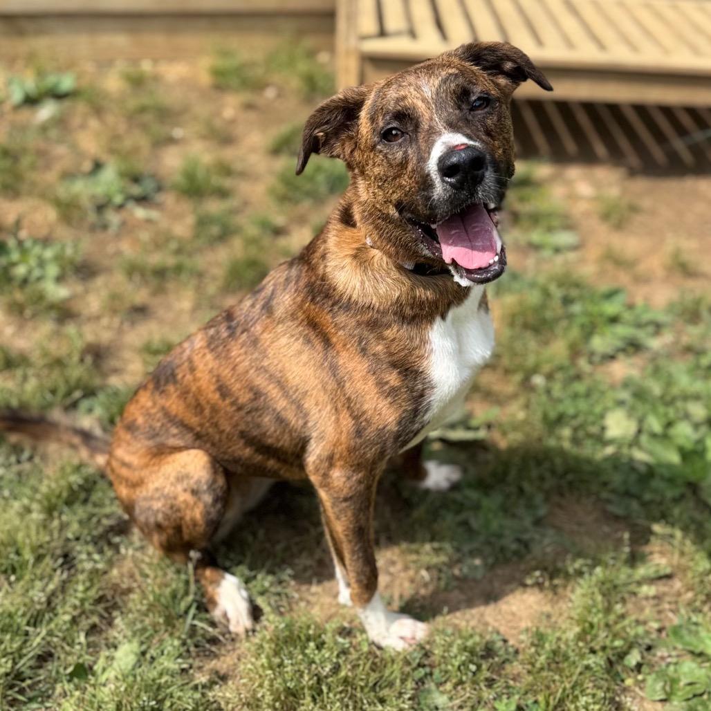 Starrey, a Adoptable Mixed Breed in Fredericksburg, VA image 2/6