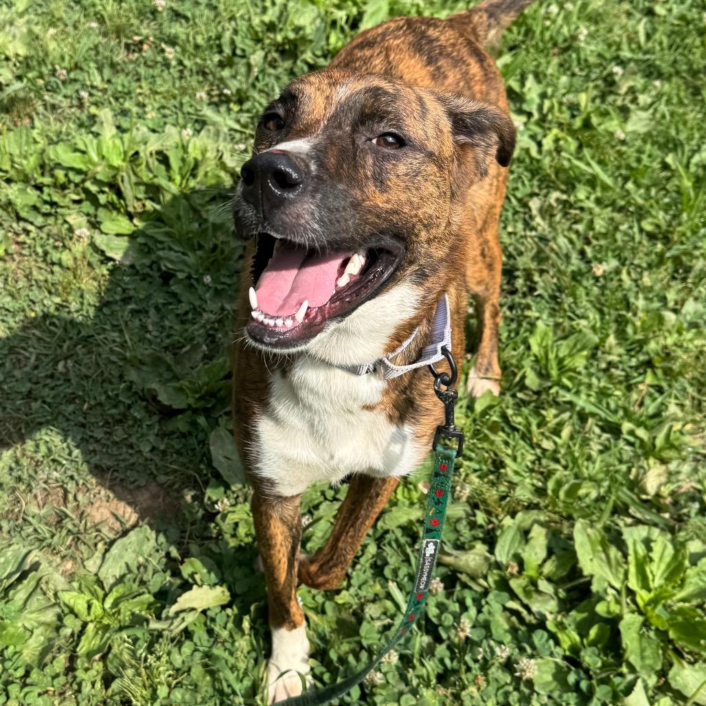 Starrey, a Adoptable Mixed Breed in Fredericksburg, VA image 3/6
