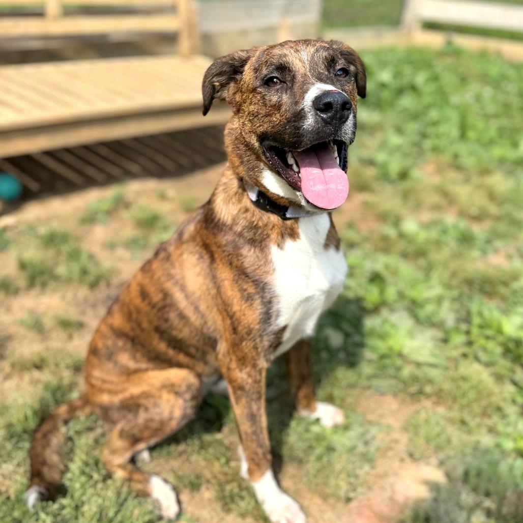 Starrey, a Adoptable Mixed Breed in Fredericksburg, VA image 5/6