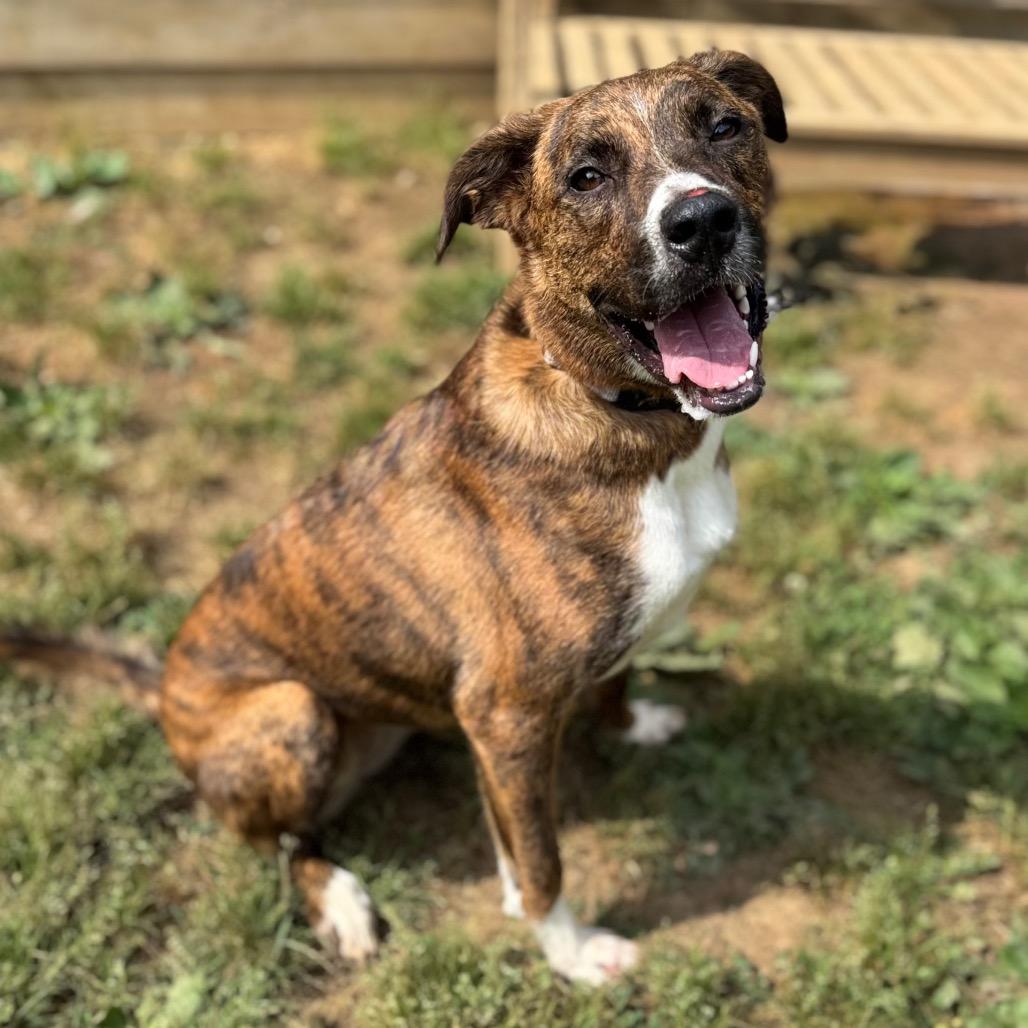 Starrey, a Adoptable Mixed Breed in Fredericksburg, VA image 6/6