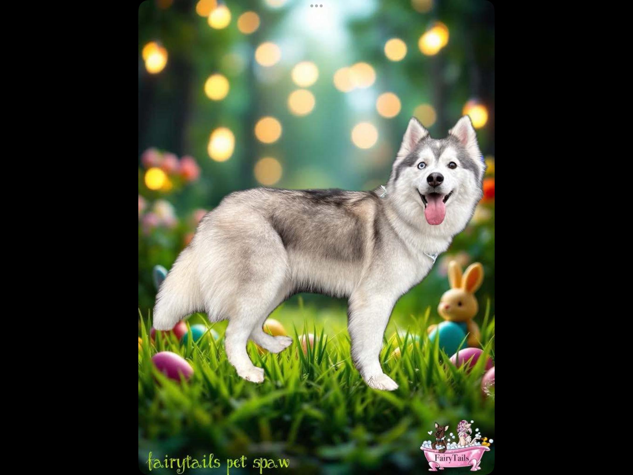 Ice Baby, a Adoptable Husky in Winchester, KY image 2/2