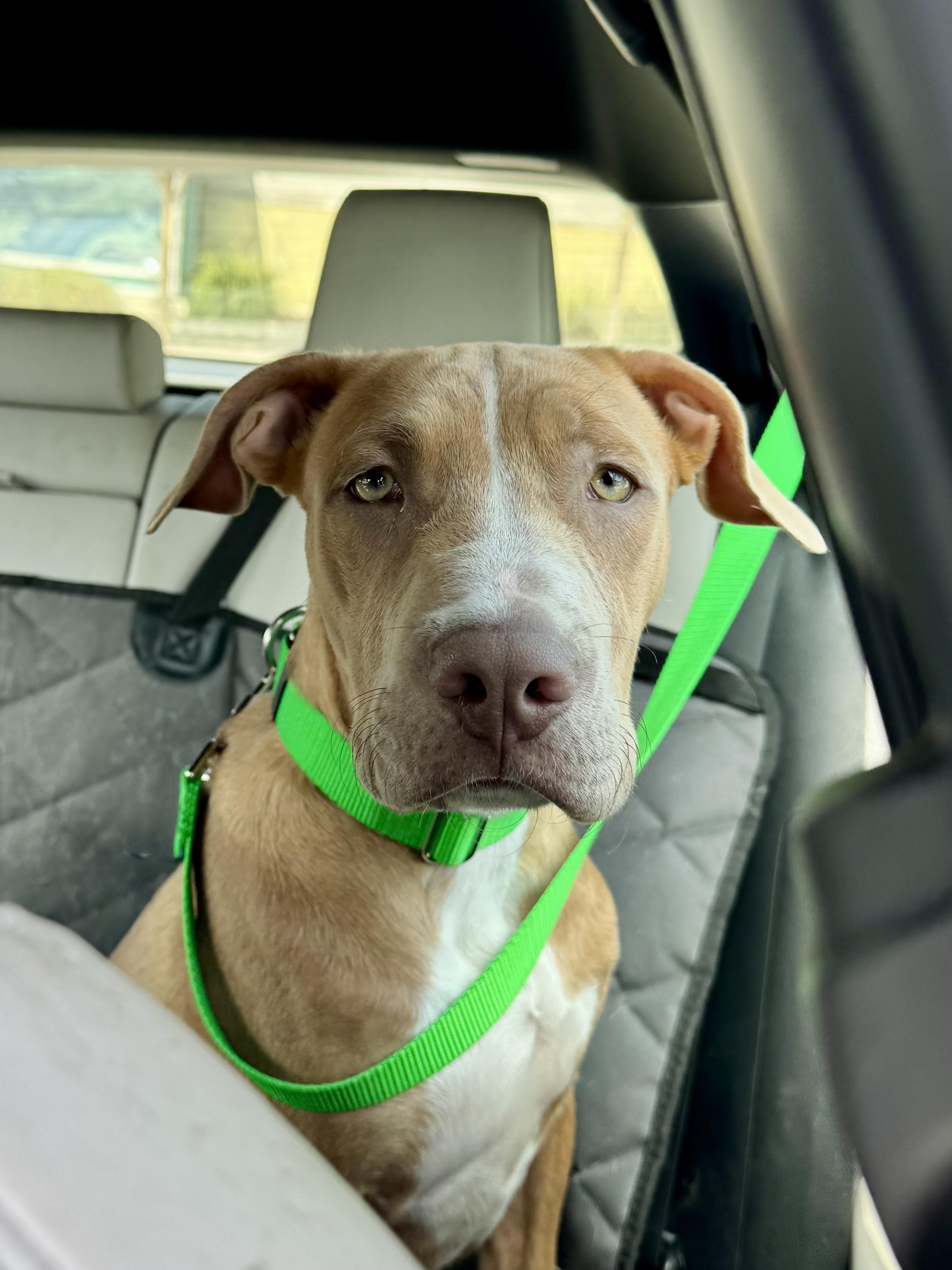 Enlarge Cheese, a Adoptable mixed breed in Los Angeles, CA image 1/6