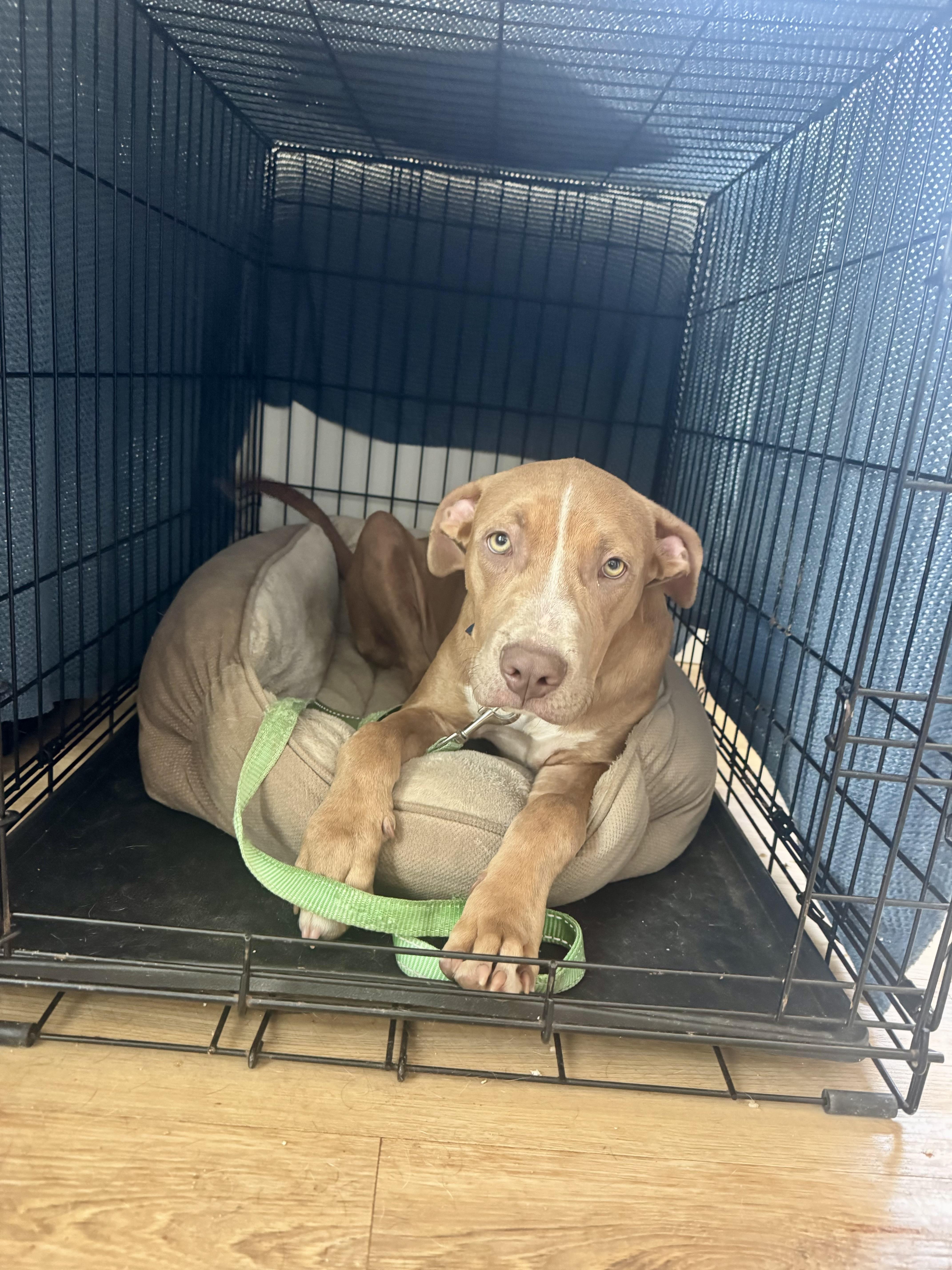 Enlarge Cheese, a Adoptable mixed breed in Los Angeles, CA image 5/6