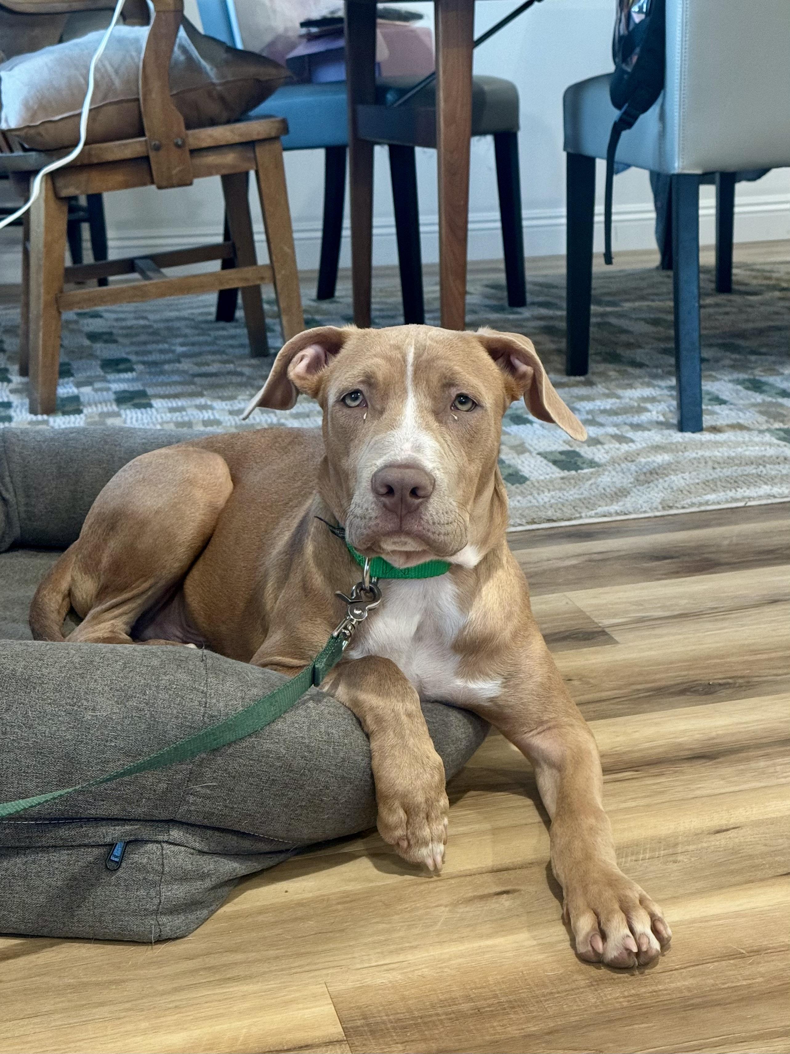 Enlarge Cheese, a Adoptable mixed breed in Los Angeles, CA image 2/6