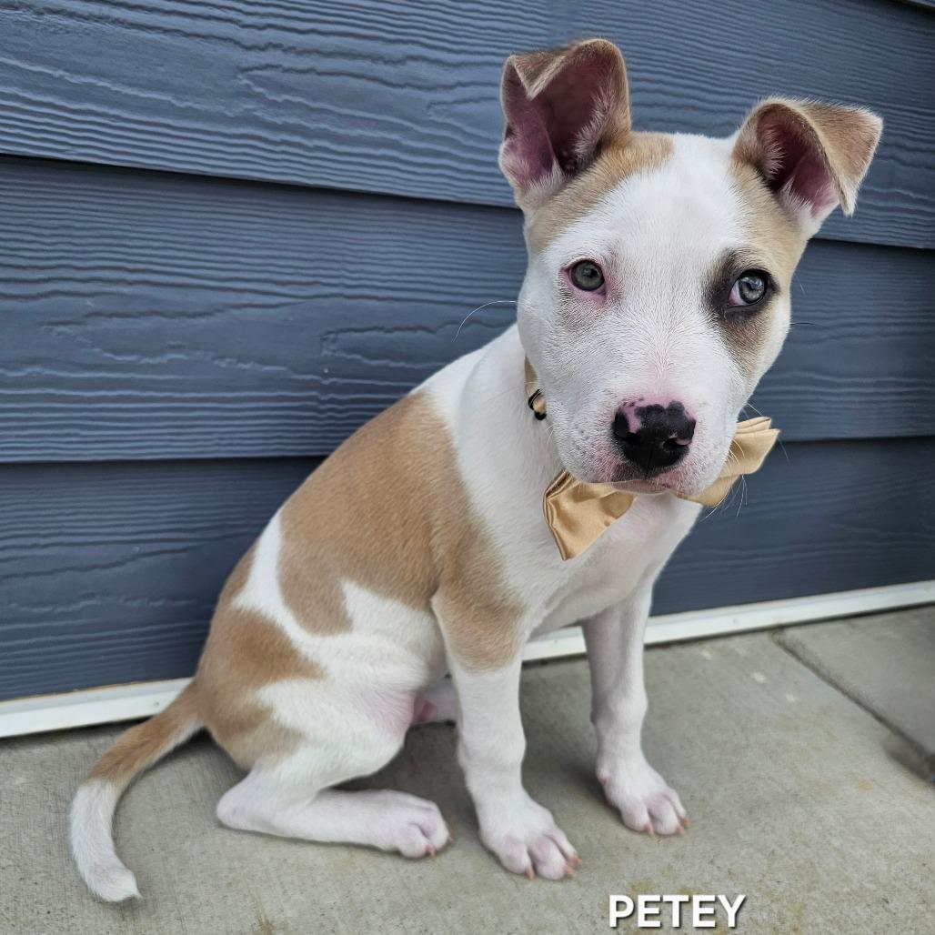 Petey, Adoptable, Puppy Male Pit Bull Terrier & Mixed Breed.