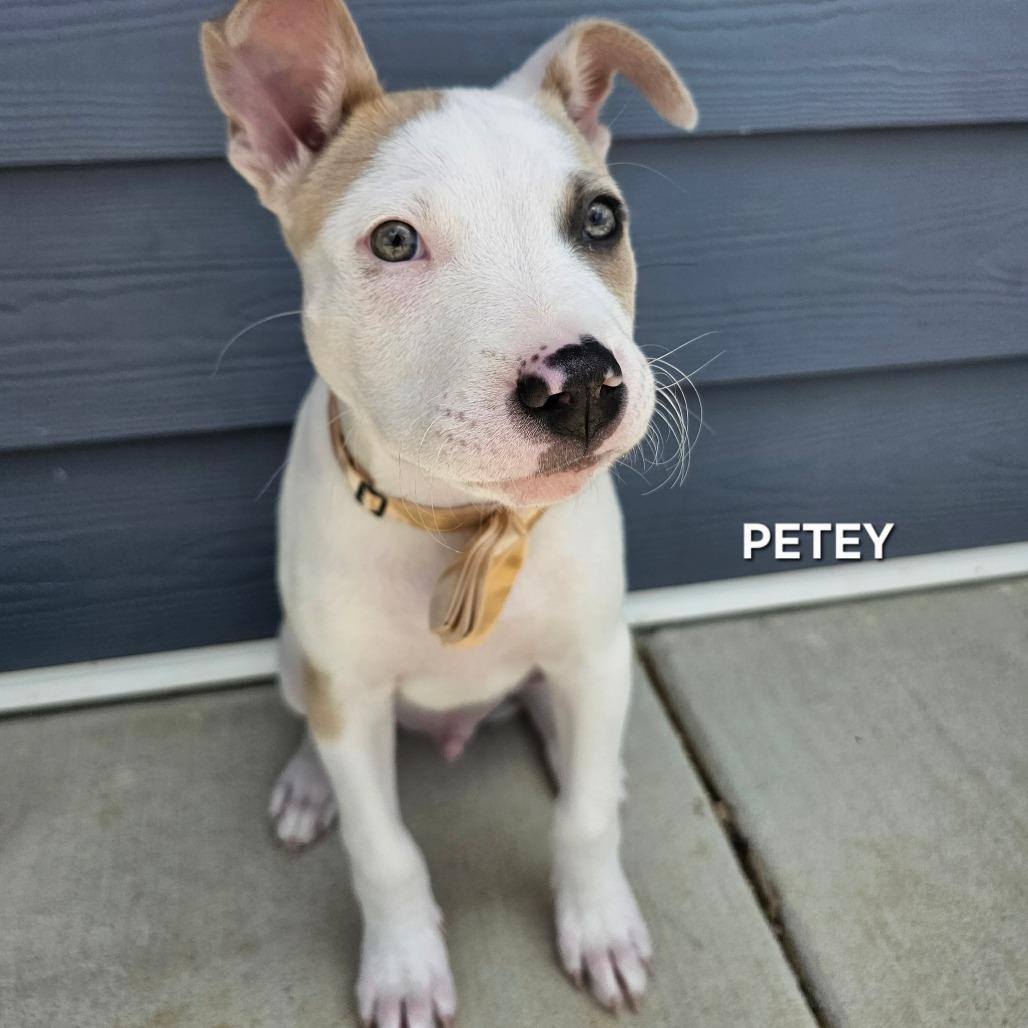 Enlarge Petey, a Adoptable mixed breed in Madisonville, TN image 2/5