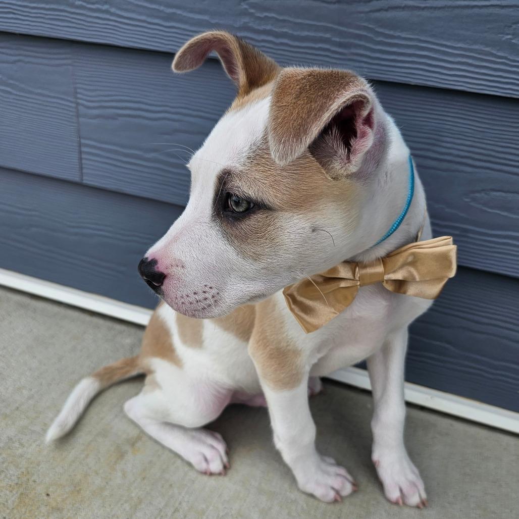 Enlarge Petey, a Adoptable mixed breed in Madisonville, TN image 3/5