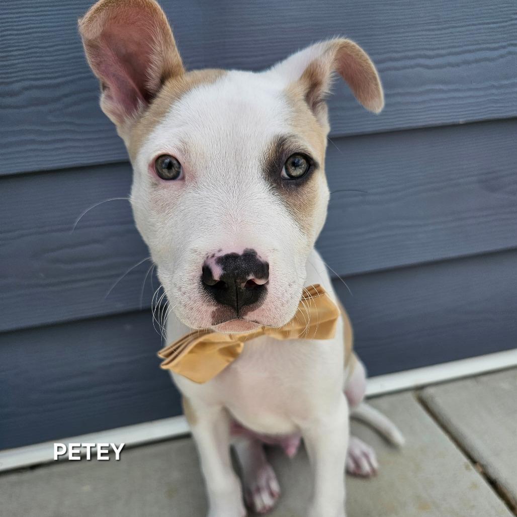 Enlarge Petey, a Adoptable mixed breed in Madisonville, TN image 4/5