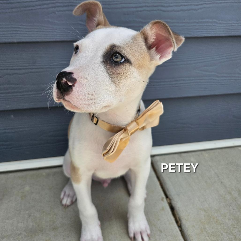 Enlarge Petey, a Adoptable mixed breed in Madisonville, TN image 5/5