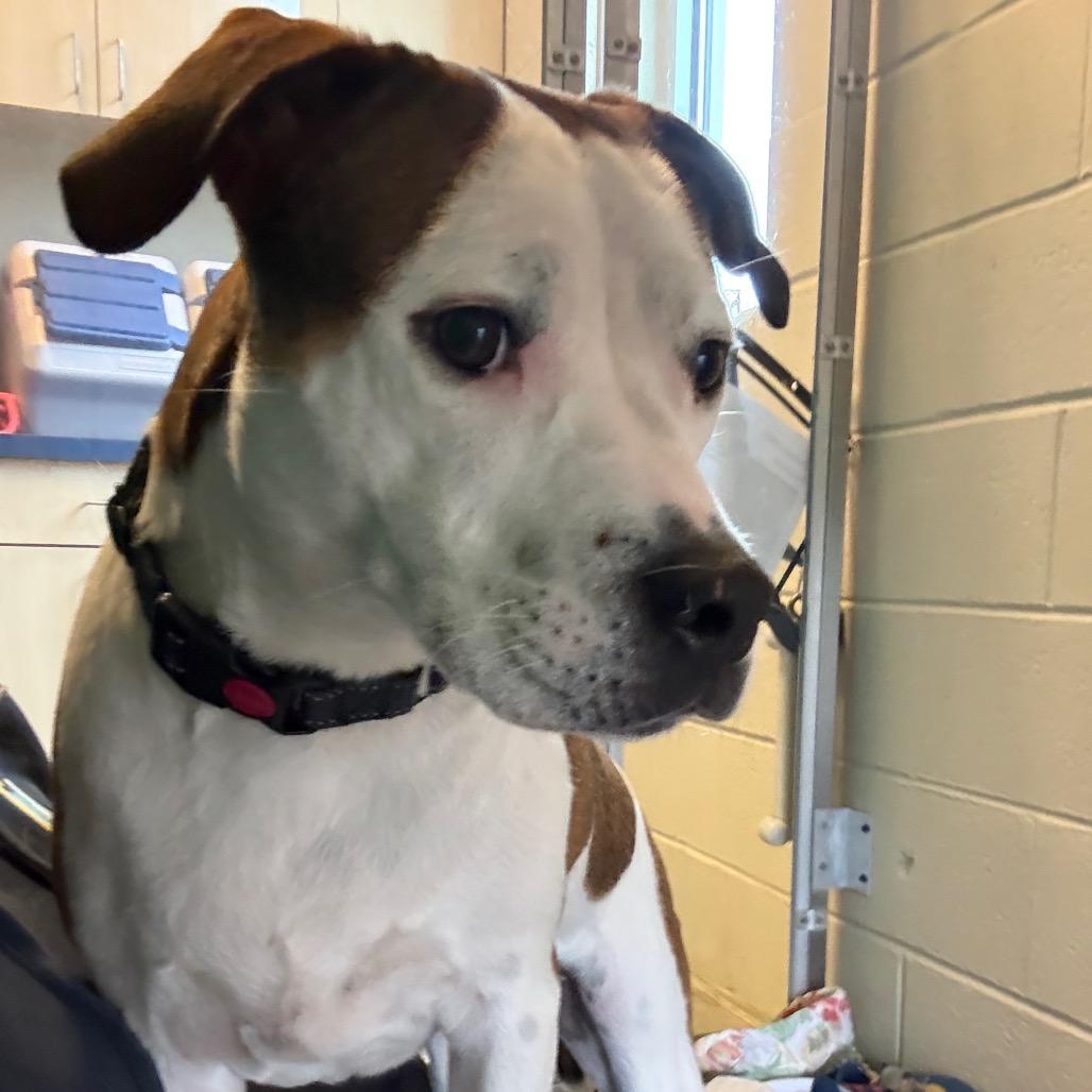 Chowder (fka Stanford), Adoptable, Young Male Mixed Breed.