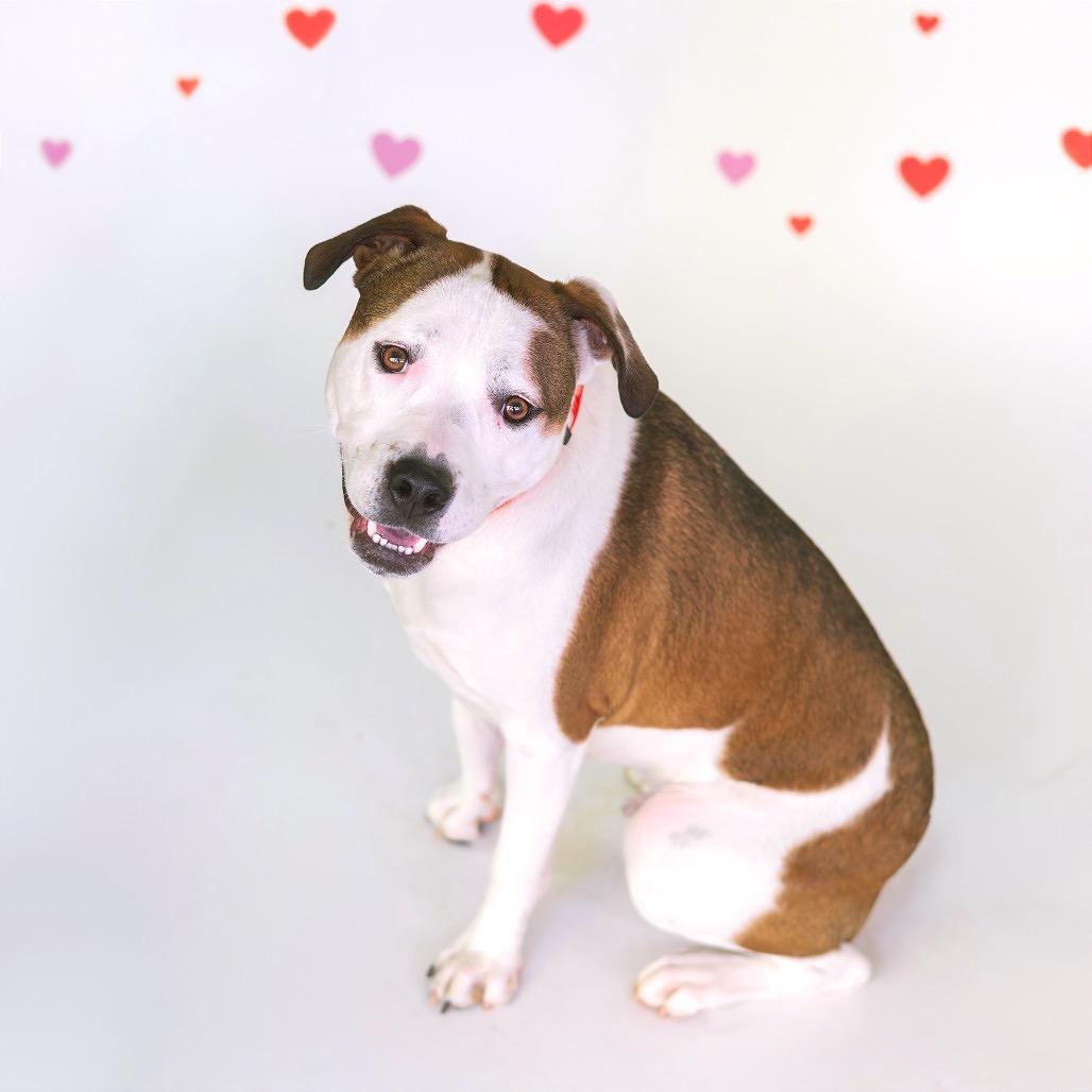 Enlarge Chowder (fka Stanford), a Adoptable Mixed Breed in Newark, DE image 2/6