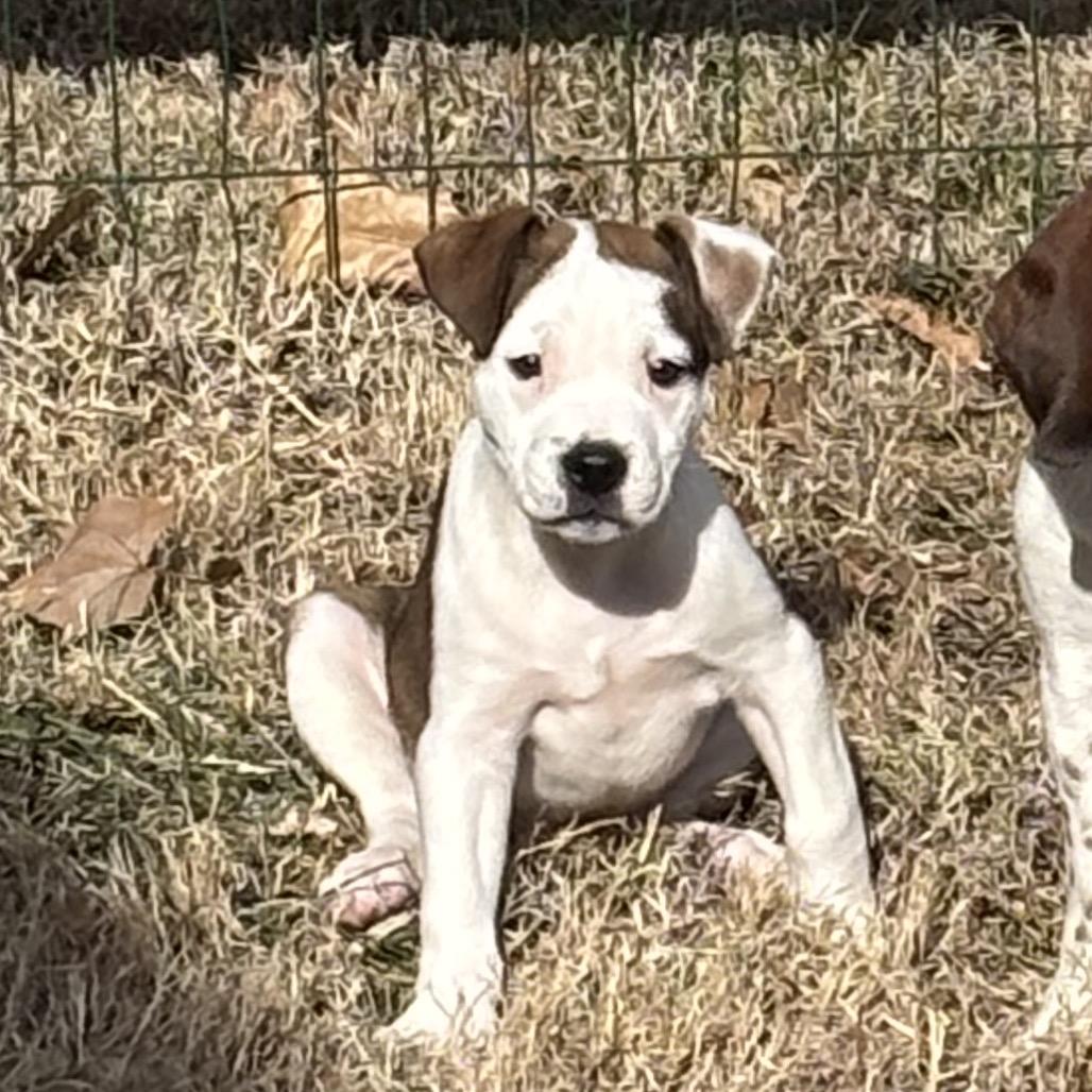 Enlarge Chowder (fka Stanford), a Adoptable Mixed Breed in Newark, DE image 4/6