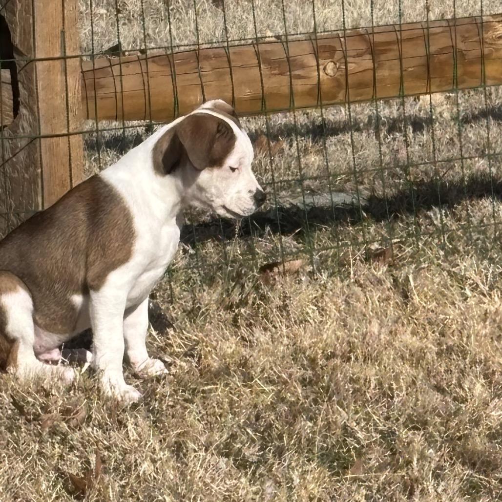 Enlarge Chowder (fka Stanford), a Adoptable Mixed Breed in Newark, DE image 6/6