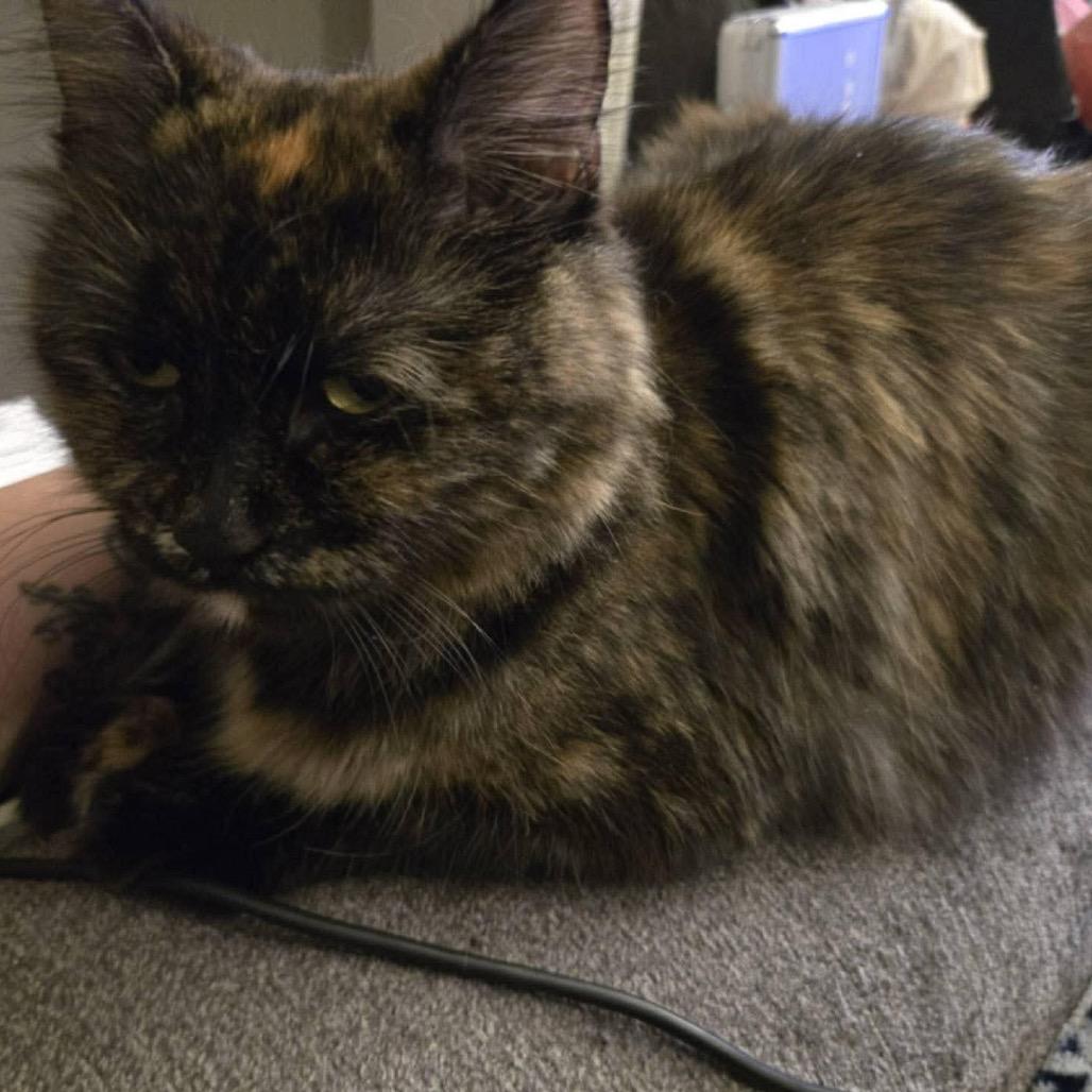 Enlarge Ivy aka Muffin, a Adoptable Domestic Long Hair in Overland Park, KS image 1/1