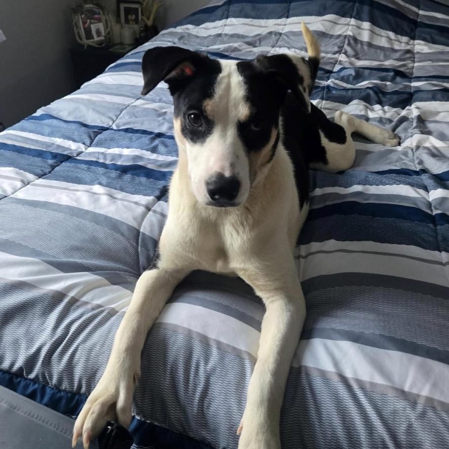 Enlarge LOVE, a ADOPTABLE mixed breed in Cedarburg, WI image 4/6