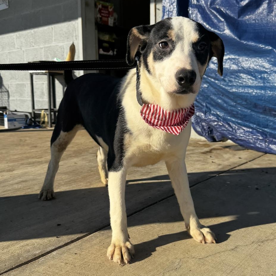 Enlarge LOVE, a ADOPTABLE mixed breed in Cedarburg, WI image 2/6