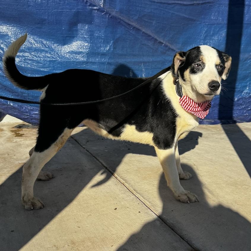 Enlarge LOVE, a ADOPTABLE mixed breed in Cedarburg, WI image 5/6