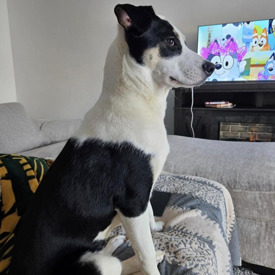 Enlarge LOVE, a ADOPTABLE mixed breed in Cedarburg, WI image 5/6