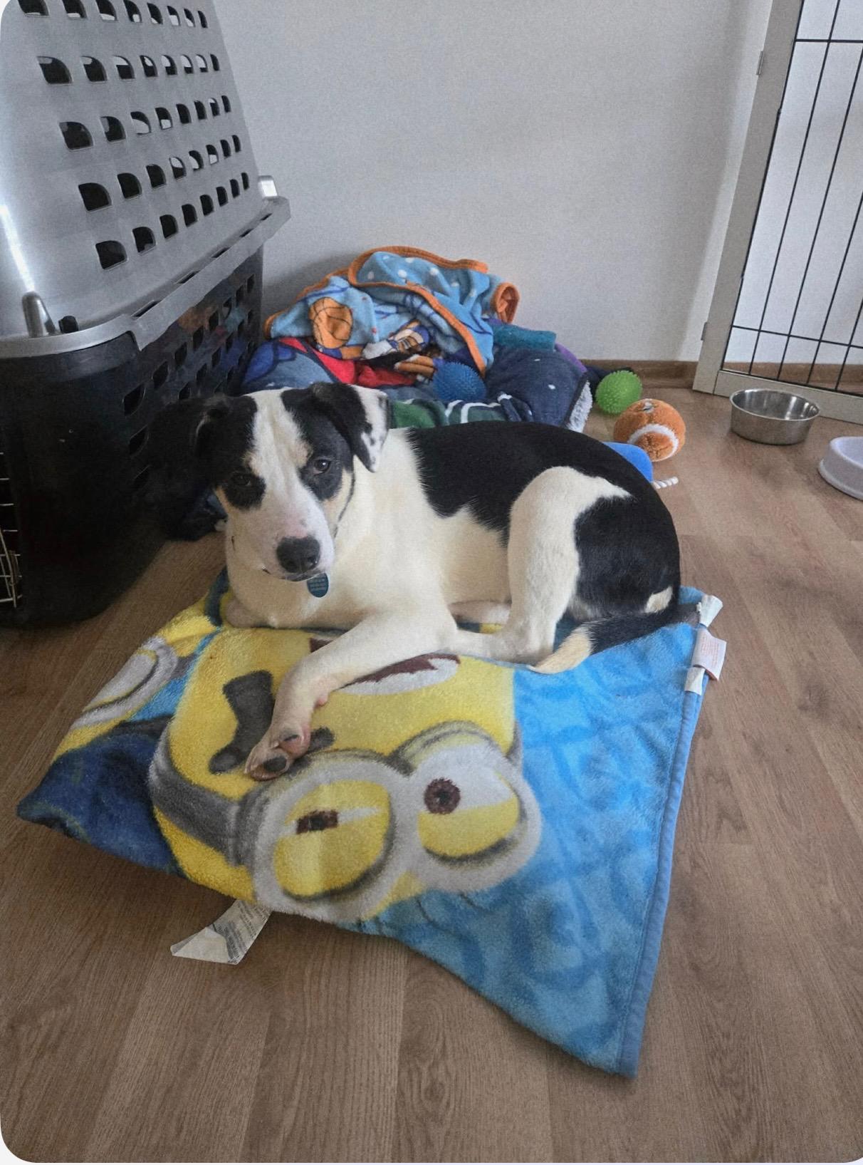 Enlarge LOVE, a ADOPTABLE mixed breed in Cedarburg, WI image 6/6