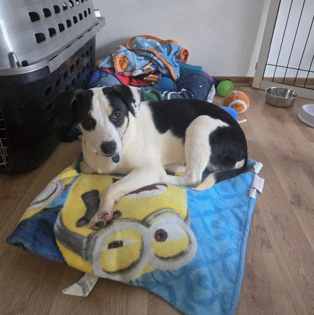 Enlarge LOVE, a ADOPTABLE mixed breed in Cedarburg, WI image 3/6