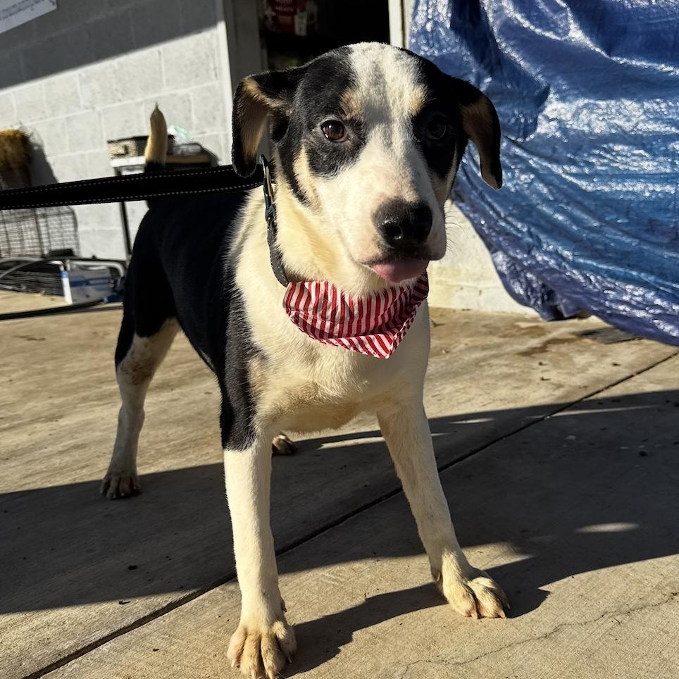 Enlarge LOVE, a ADOPTABLE mixed breed in Cedarburg, WI image 3/6