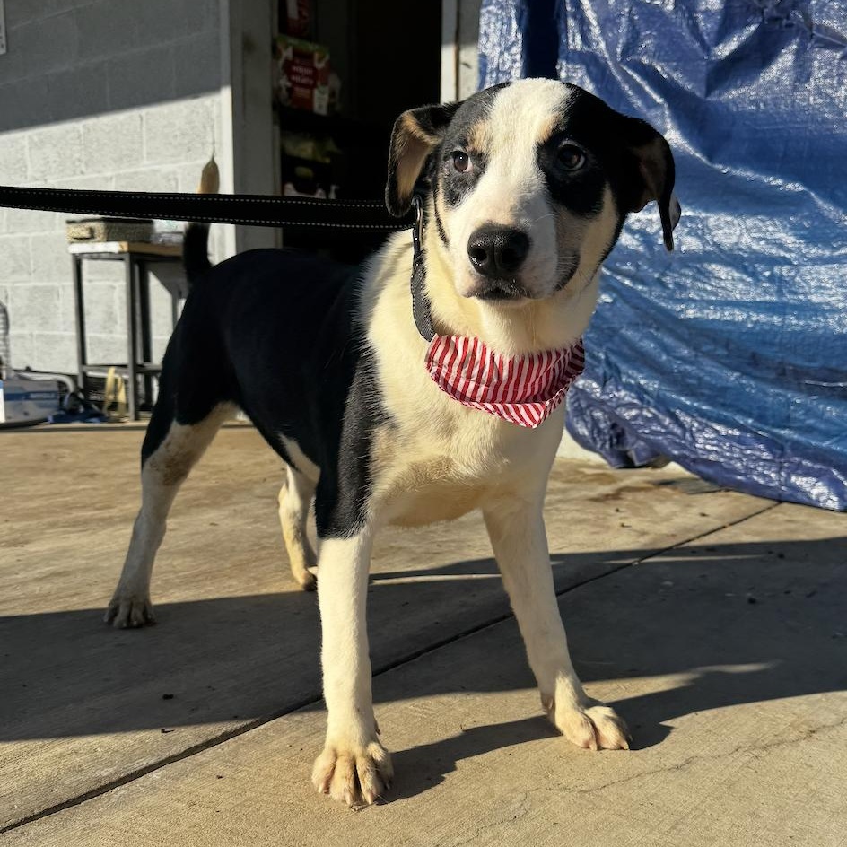 Enlarge LOVE, a ADOPTABLE mixed breed in Cedarburg, WI image 4/6