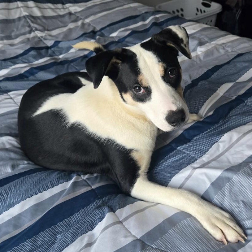 LOVE, ADOPTABLE, Puppy Female Labrador Retriever.