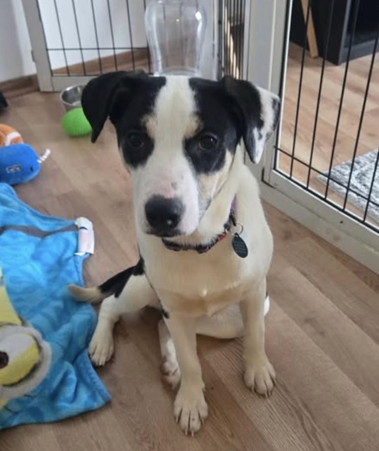 Enlarge LOVE, a ADOPTABLE mixed breed in Cedarburg, WI image 1/6