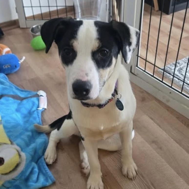 Enlarge LOVE, a ADOPTABLE mixed breed in Cedarburg, WI image 2/6