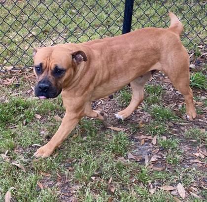 Oyster (HW+), a Adoptable mixed breed in Conway, SC image 1/3