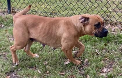 Oyster (HW+), a Adoptable mixed breed in Conway, SC image 2/3