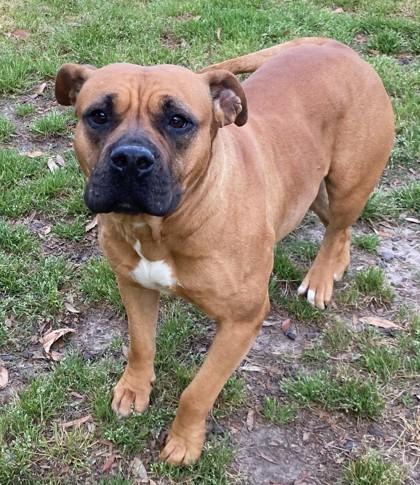 Oyster (HW+), a Adoptable mixed breed in Conway, SC image 3/3