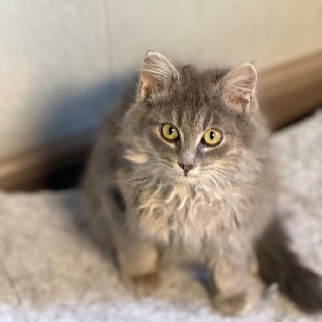 Enlarge Wilder, a Adoptable Domestic Long Hair in Chariton, IA image 2/2