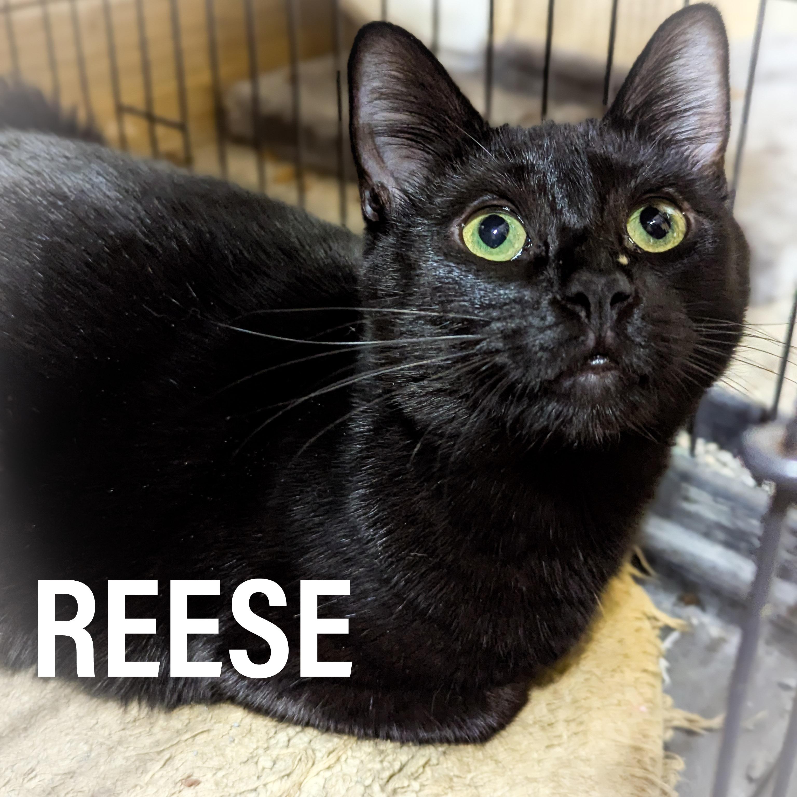 REESE, adopted, Young Female Domestic Short Hair & American Shorthair.
