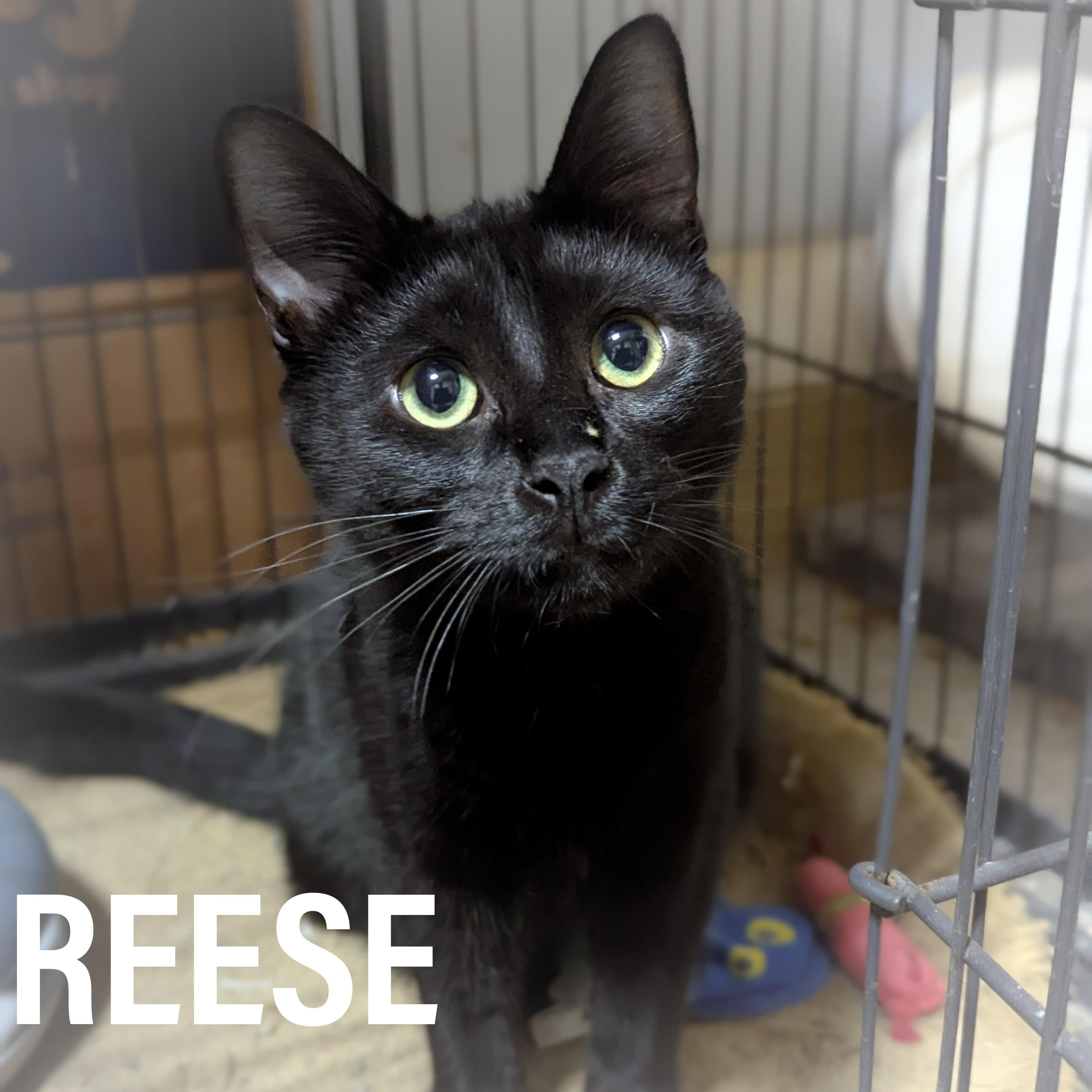 REESE, an adopted mixed breed in Griffith, IN image 4/4