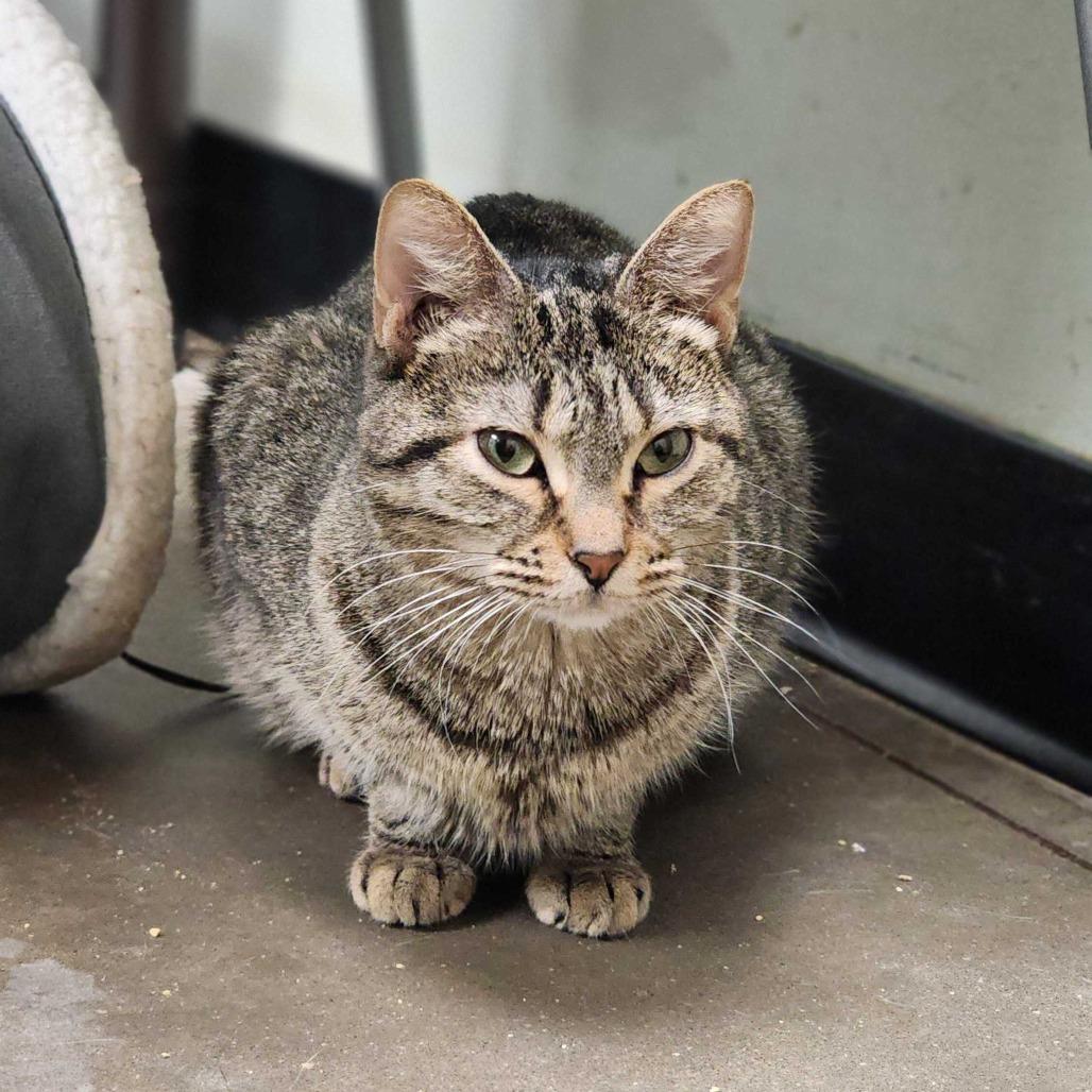 Enlarge Anonymous, a Adoptable Domestic Short Hair in Davenport, IA image 1/6