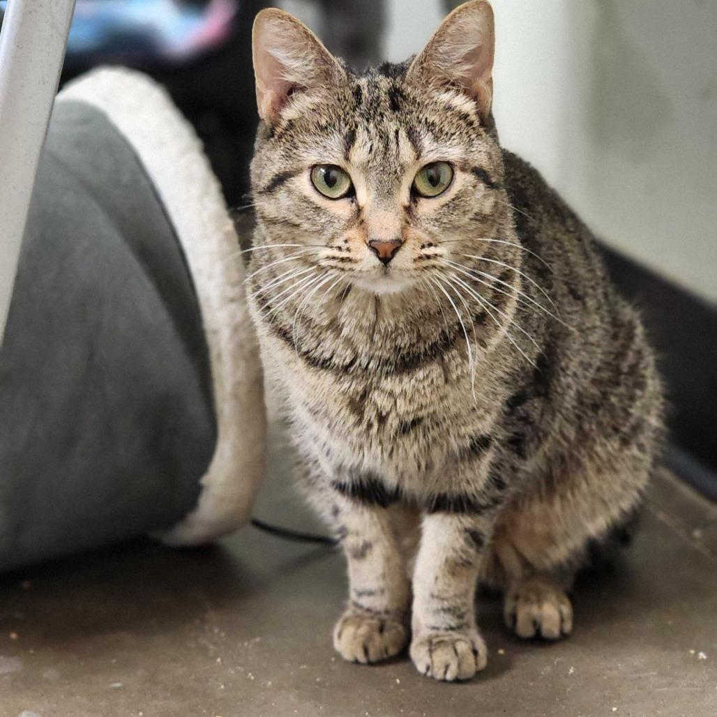 Enlarge Anonymous, a Adoptable Domestic Short Hair in Davenport, IA image 2/6