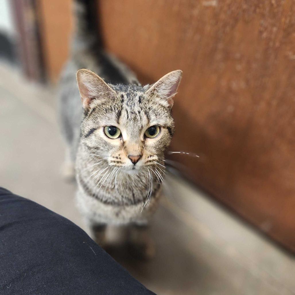 Enlarge Anonymous, a Adoptable Domestic Short Hair in Davenport, IA image 3/6
