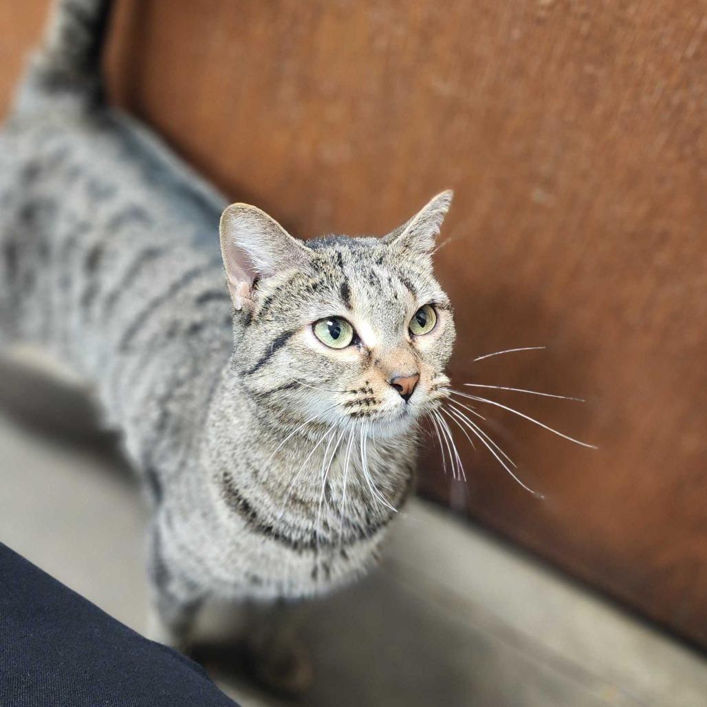 Enlarge Anonymous, a Adoptable Domestic Short Hair in Davenport, IA image 4/6